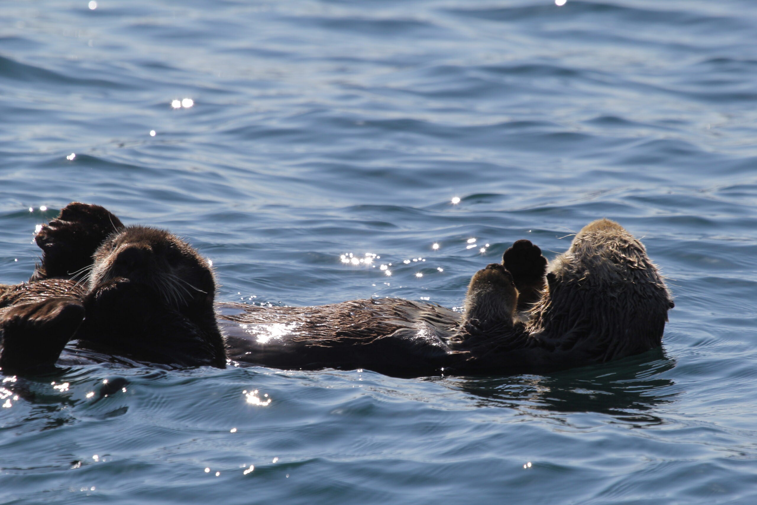 Sea Otters float on their backs in the waters of Alaska