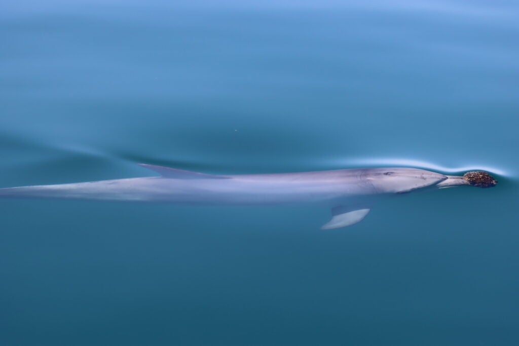 A dolphin holding a sponge surfaces in slick blue water