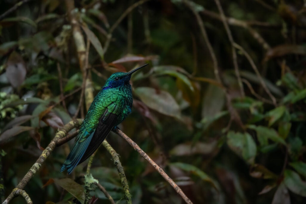 A bright, dramatically-colored green and blue hummingbird perched on a branch with tropical plants in the background