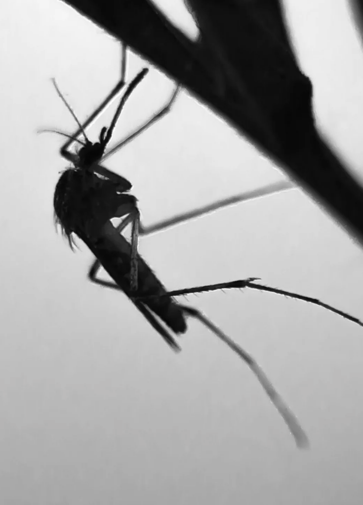 A photograph in black and white of a mosquito silhouette